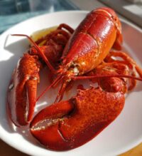lobster in ocean